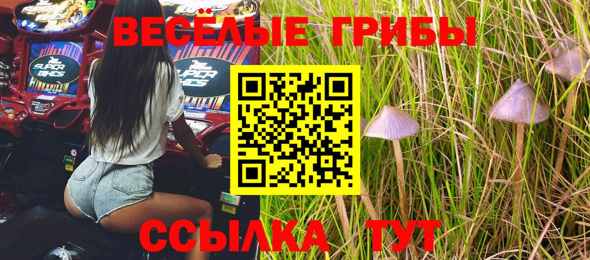 Псилоцибиновые грибы MAGIC MUSHROOMS  Галлюциногенные грибы Psilocybe  Зеленогорск  продажа наркотиков  Вход с VPN 